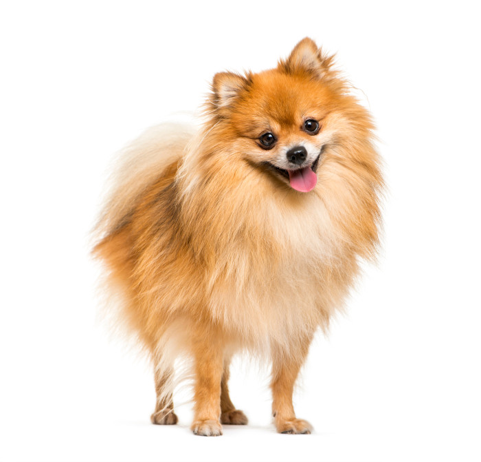 Německý špic trpasličí, foto: Shutterstock