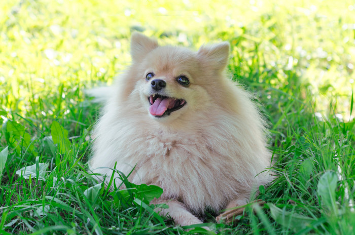 Německý špic trpasličí, foto: Shutterstock