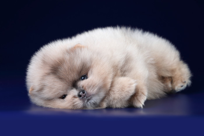 Německý špic trpasličí, štěně. Foto: Shutterstock
