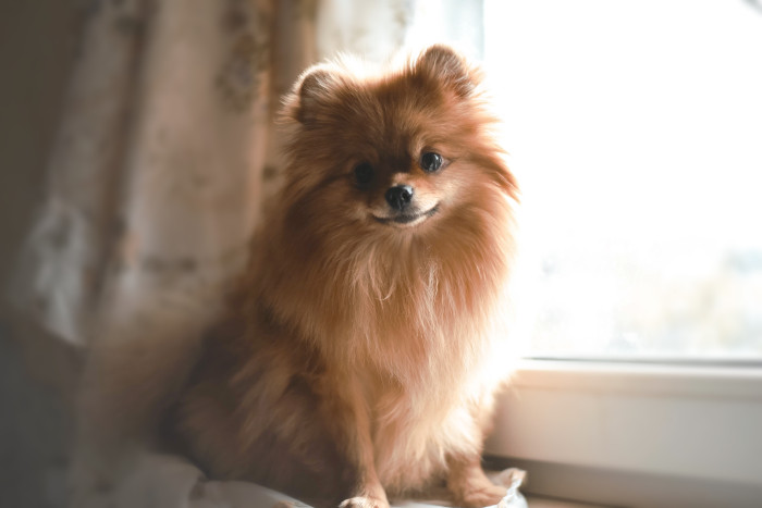 Německý špic trpasličí, foto: Shutterstock