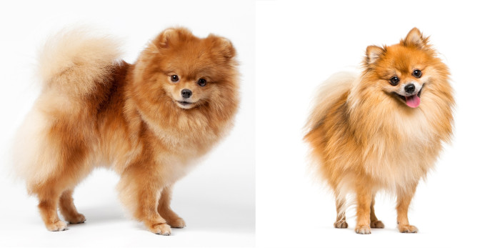 Ačkoliv FCI klade mezi pomeraniana a trpasličího špice rovnítko, typ "pomeranian" (vlevo) a "trpasličí špic" (vpravo) jsou zřetelně odlišné. Foto: Shutterstock