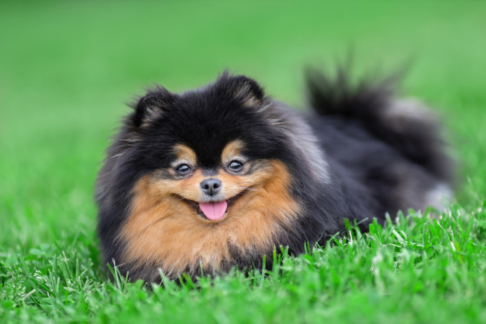 Německý špic trpasličí, foto: Shutterstock