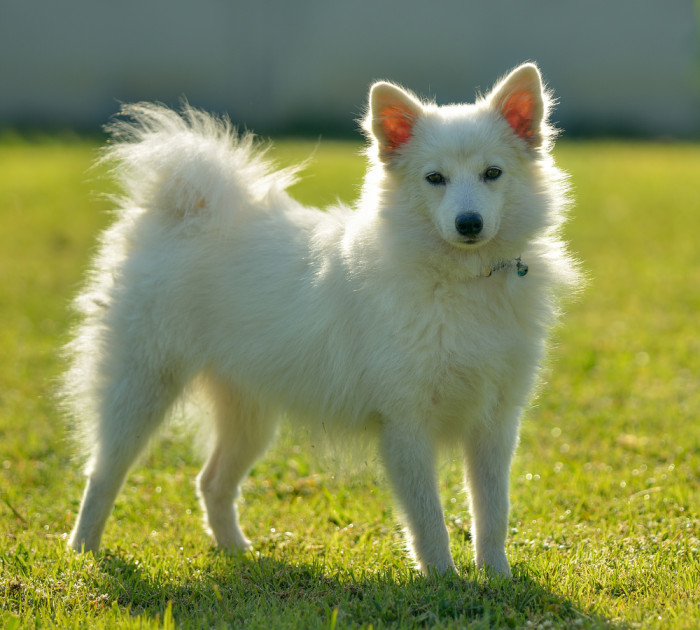 Německý špic velký, foto: Shutterstock