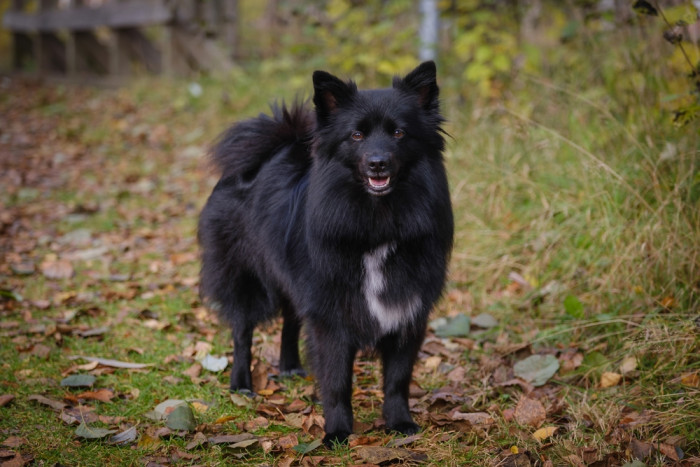 Německý špic velký, foto: Shutterstock