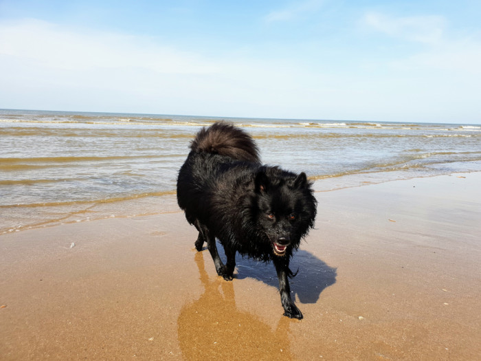 Německý špic velký, foto: Shutterstock