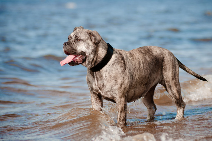 Perro de Presa Mallorquin, foto: Shutterstock