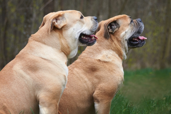 Perro de Presa Mallorquin, foto: Shutterstock