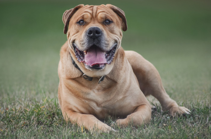 Perro de Presa Mallorquin, foto: Shutterstock