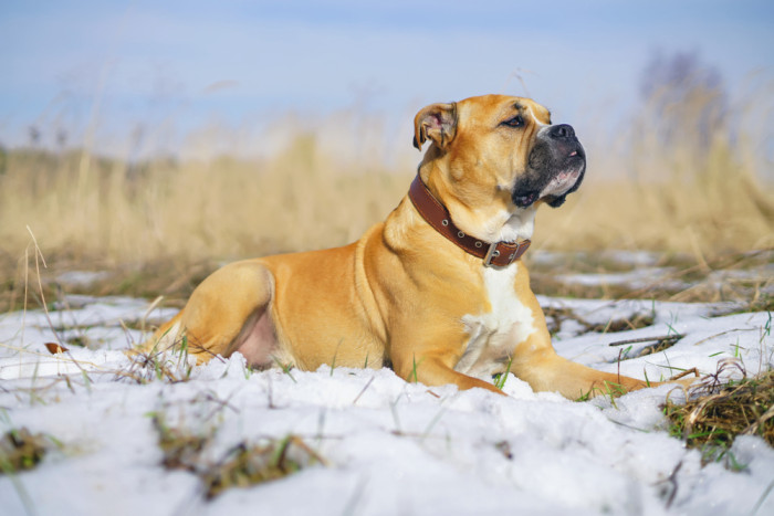 Perro de Presa Mallorquin, foto: Shutterstock