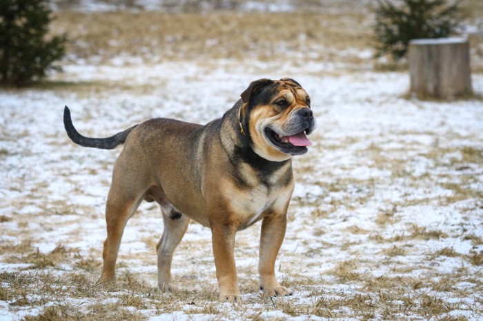 Perro de Presa Mallorquin, foto: Shutterstock