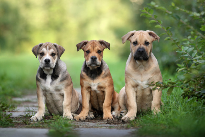 Perro de Presa Mallorquin - štěňata, foto: Shutterstock