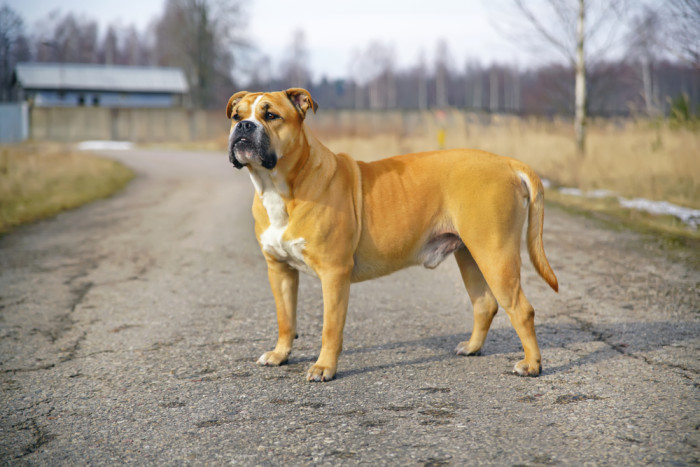 Perro de Presa Mallorquin, foto: Shutterstock