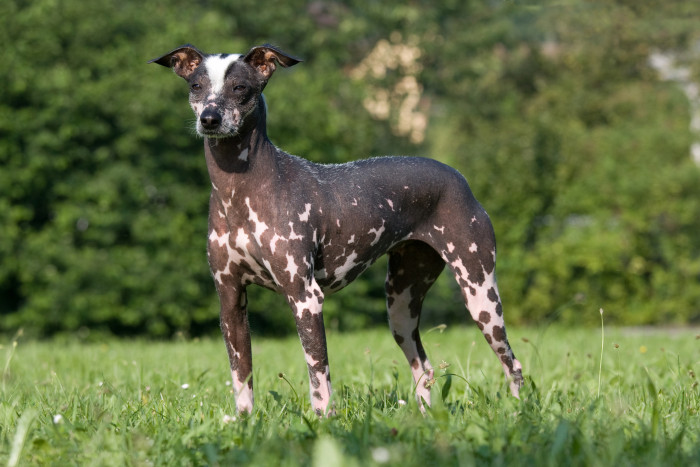 Peruánský naháč, foto: Shutterstock