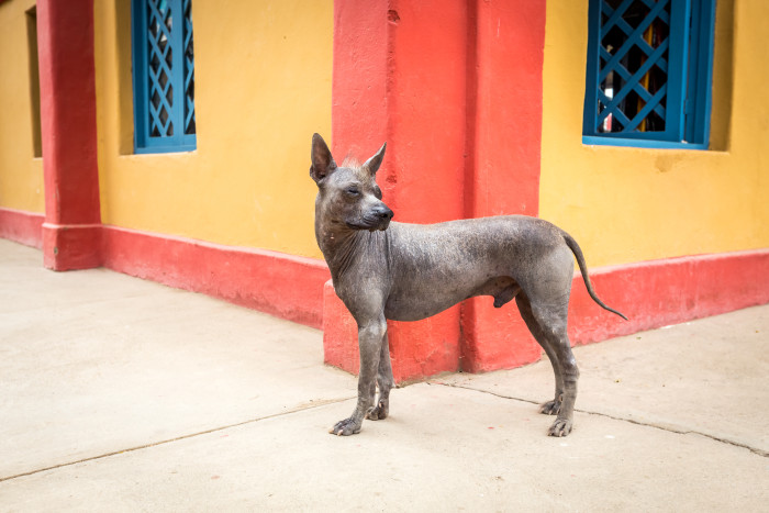 Peruánský naháč, foto: Shutterstock