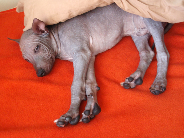 Štěně peruánského naháče, foto: Shutterstock
