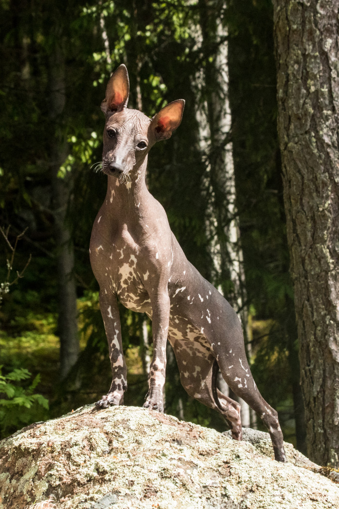 Peruánský naháč, foto: Shutterstock