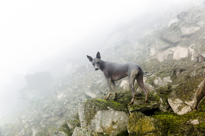 Peruánský naháč, foto: Shutterstock