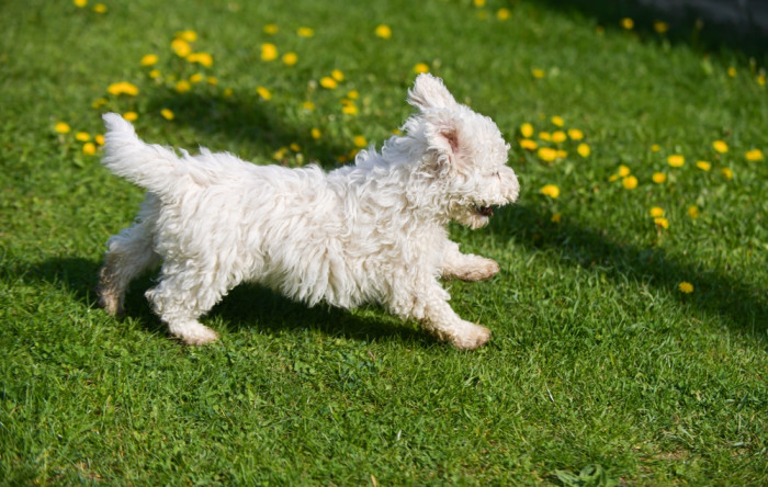Štěně puliho, foto: Shutterstock