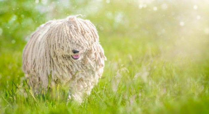 Puli, foto: Shutterstock
