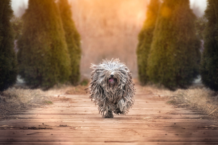 Puli, foto: Shutterstock