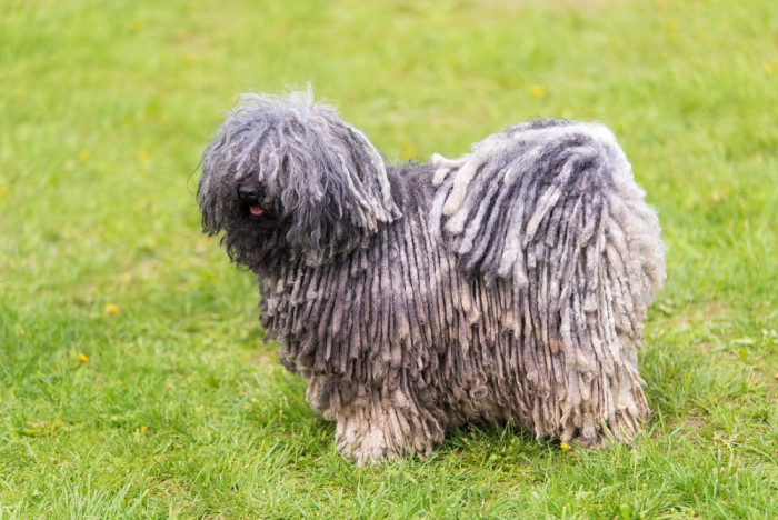 Puli, foto: Shutterstock