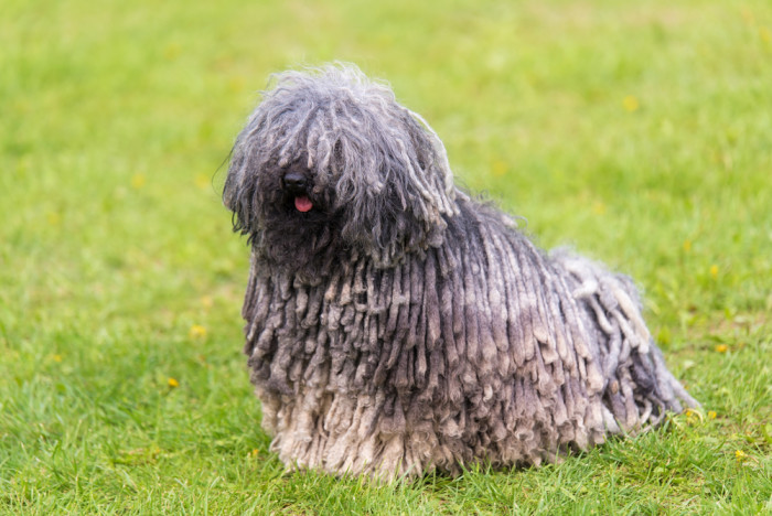 Puli, foto: Shutterstock
