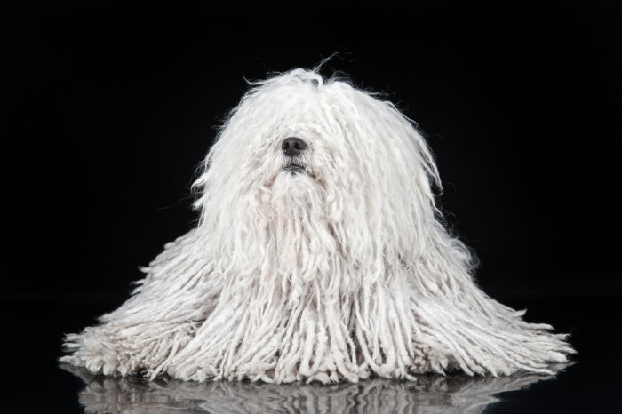 Puli, foto: Shutterstock