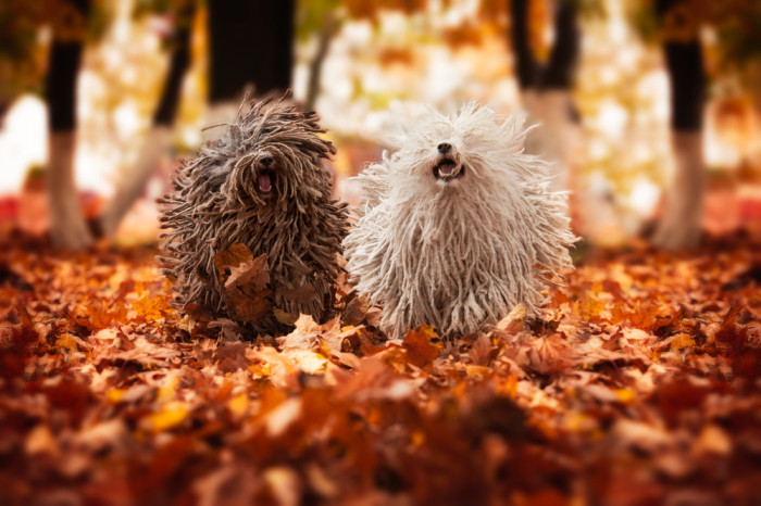 Puli, foto: Shutterstock
