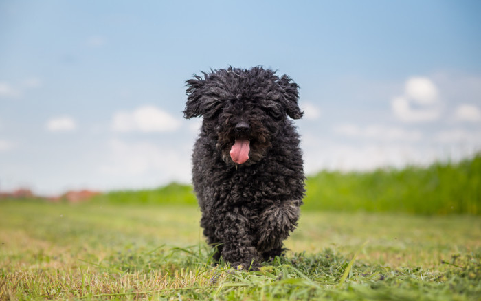 Štěně puliho, foto: Shutterstock