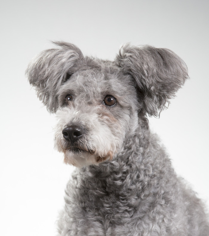 Pumi, foto: Shutterstock