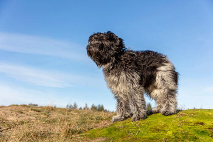 Holandský ovčácký pudl, foto: Shutterstock