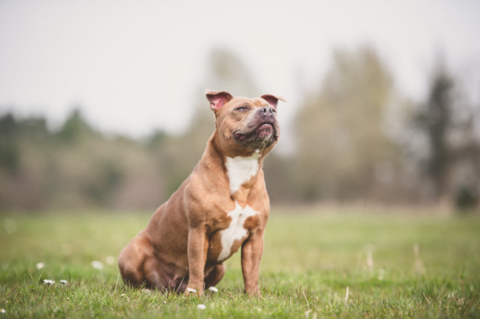 Stafordšírský bulteriér, foto: Shutterstock