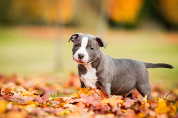Stafordšírský bulteriér - štěně, foto: Shutterstock