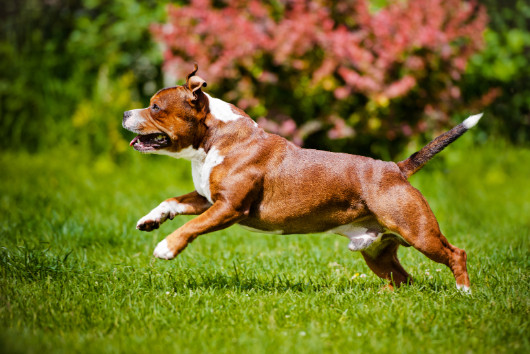 Stafordšírský bulteriér, foto: Shutterstock