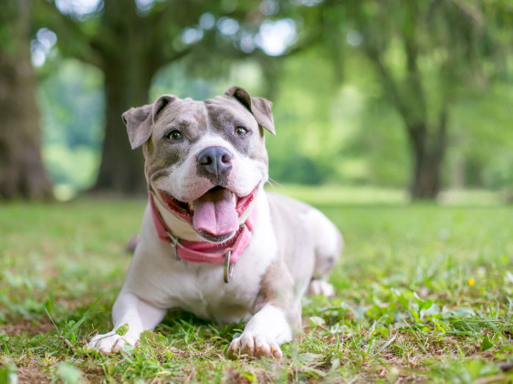 Stafordšírský bulteriér, foto: Shutterstock