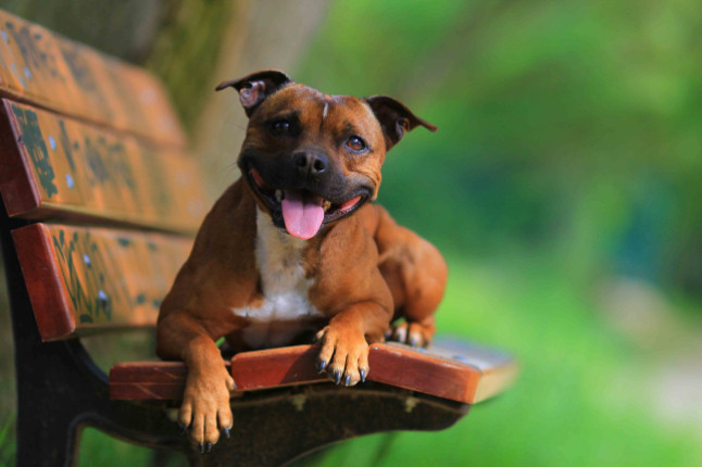 Stafordšírský bulteriér, foto: Shutterstock