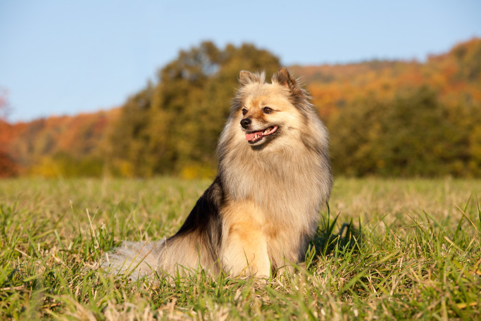 Německý špic střední, foto: Shutterstock