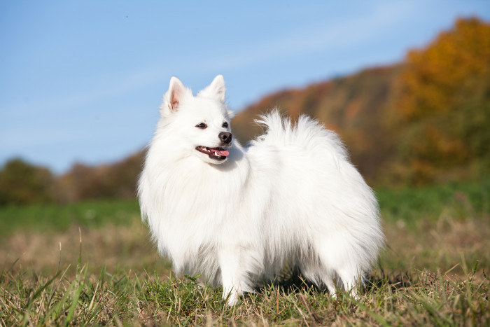 Německý špic střední, foto: Shutterstock