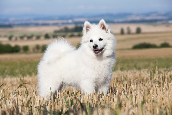 Německý špic střední, foto: Shutterstock