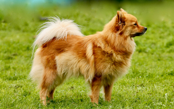 Německý špic střední, foto: Shutterstock