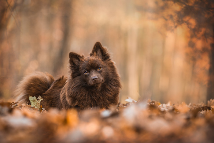 Německý špic střední, foto: Shutterstock