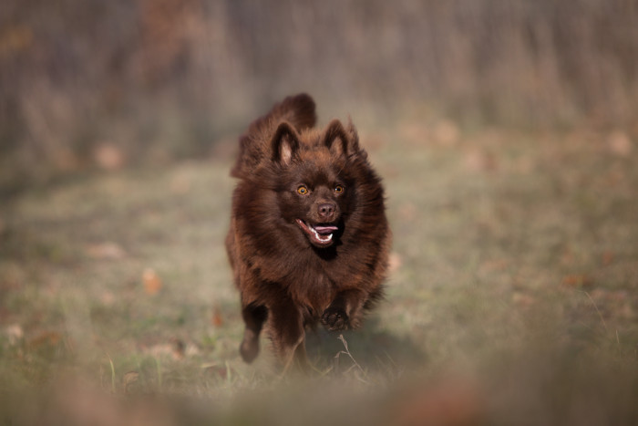 Německý špic střední, foto: Shutterstock