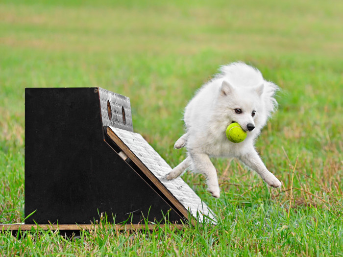 Německý špic střední, foto: Shutterstock