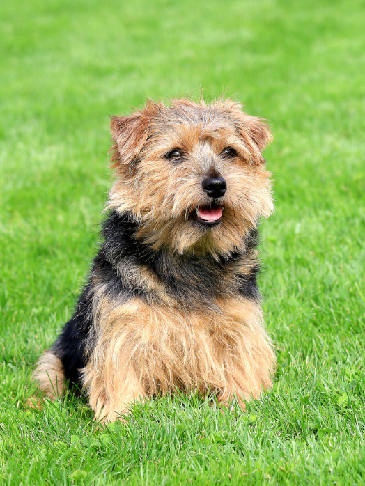 Norfolk teriér, foto: Shutterstock