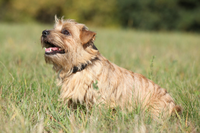 Norfolk teriér, foto: Shutterstock