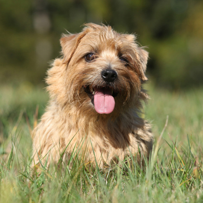 Norfolk teriér, foto: Shutterstock