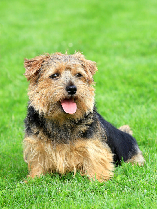 Norfolk teriér, foto: Shutterstock