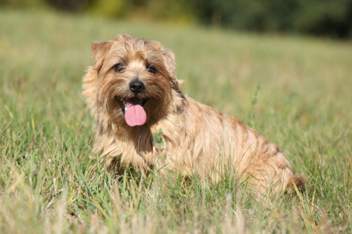 Norfolk teriér, foto: Shutterstock