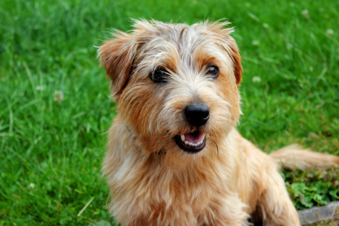 Norfolk teriér, foto: Shutterstock