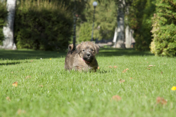 Štěně Norfolk teriéra, foto: Shutterstock